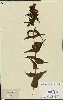 spécimen de Gentiana asclepiadea