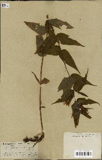spécimen de Gentiana asclepiadea