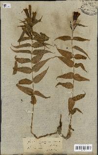 spécimen de Gentiana asclepiadea