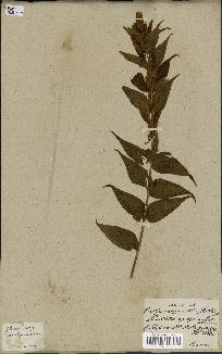 spécimen de Gentiana asclepiadea