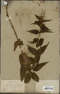spécimen de Gentiana asclepiadea