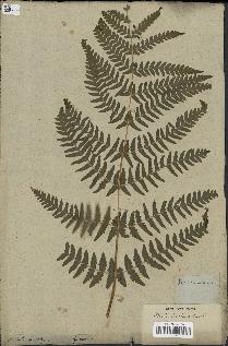 spécimen de Histiopteris incisa