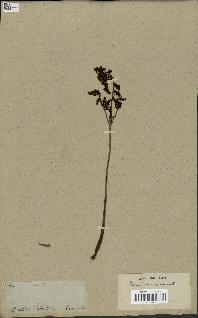 spécimen de Histiopteris incisa