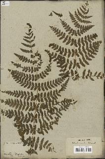 spécimen de Histiopteris incisa