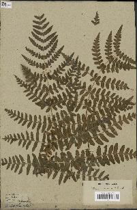 spécimen de Histiopteris incisa