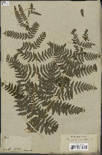 spécimen de Histiopteris incisa