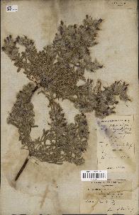 spécimen de Echium humile