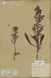 spécimen de Echium confusum