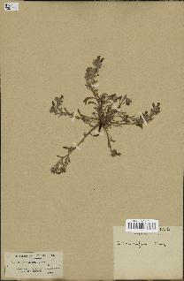 spécimen de Echium confusum