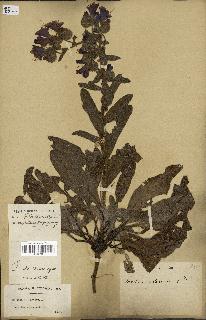 spécimen de Echium plantagineum