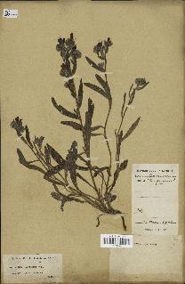 spécimen de Echium confusum