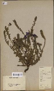 spécimen de Echium plantagineum