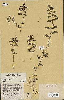 spécimen de Euphorbia hirta