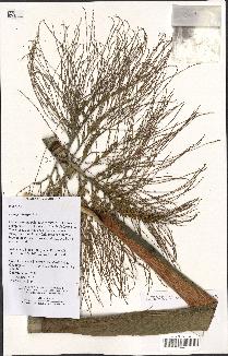 spécimen de Pinanga sp.
