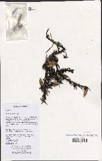 spécimen de Pinanga sp.