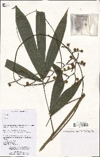 spécimen de Calamus sp.