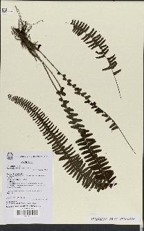 spécimen de Nephrolepis cordifolia