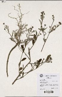 spécimen de Sida rhombifolia