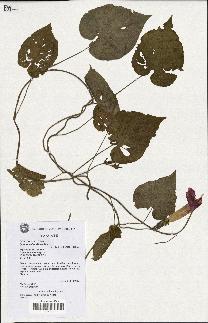 spécimen de Ipomoea indica