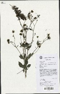 spécimen de Bidens pilosa