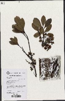 spécimen de Hedycarya sp.