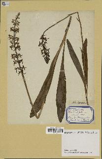 spécimen de Platanthera bifolia