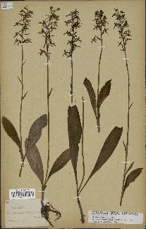 spécimen de Platanthera bifolia