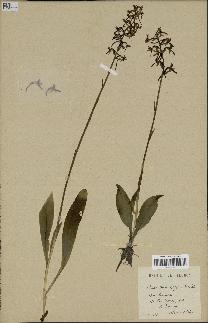 spécimen de Platanthera bifolia