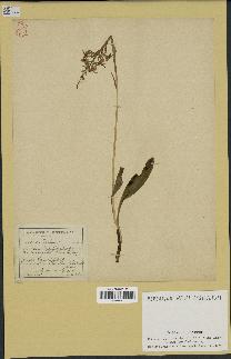 spécimen de Platanthera bifolia