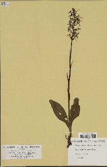 spécimen de Platanthera chlorantha