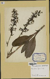 spécimen de Platanthera bifolia