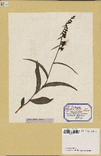 spécimen de Epipactis helleborine