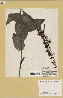 spécimen de Epipactis helleborine