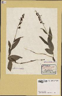 spécimen de Epipactis helleborine