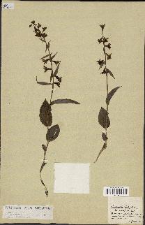 spécimen de Epipactis helleborine