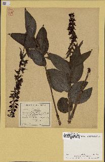 spécimen de Epipactis helleborine