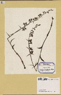 spécimen de Epipactis microphylla
