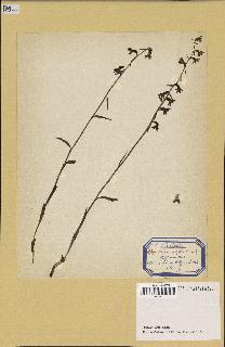 spécimen de Epipactis microphylla