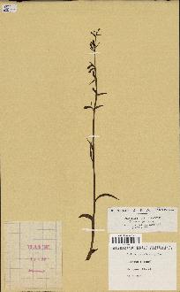 spécimen de Epipactis microphylla