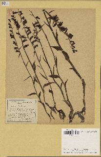spécimen de Epipactis microphylla