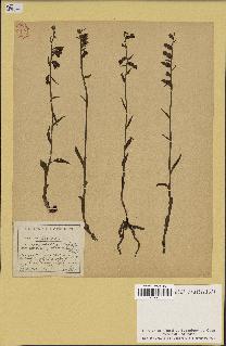 spécimen de Epipactis microphylla