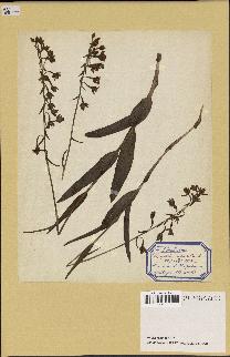 spécimen de Epipactis palustris