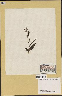 spécimen de Epipactis palustris