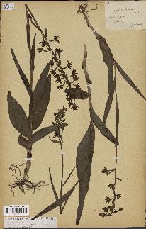 spécimen de Epipactis palustris