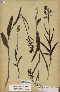 spécimen de Epipactis palustris