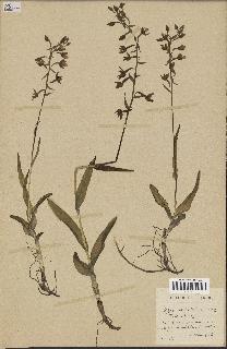 spécimen de Epipactis palustris