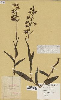 spécimen de Epipactis palustris