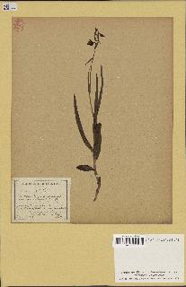 spécimen de Epipactis palustris