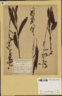 spécimen de Epipactis palustris