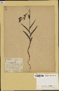 spécimen de Epipactis palustris